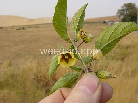 groundcherry, longleaf